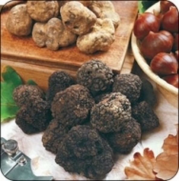 83ma edizione della Fiera Internazionale del Tartufo