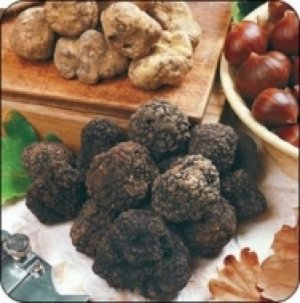 12.10.2018 - 83ma edizione della Fiera Internazionale del Tartufo